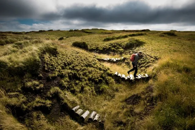 A National Trust worker crosses a log dam on Kinder Scout following a £2.5m project to revive vast areas of the bare and degraded blanket peat landscape in Peak District, England on August 31, 2016. (Photo by Christopher Thomond/The Guardian)