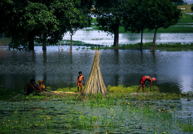 Flood victims work on the Jute plant at the flood affected area at Saptari District, Nepal, August 14, 2017. (Photo by Navesh Chitrakar/Reuters)