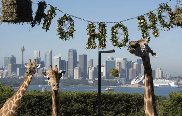 The giraffes discover their Ho Ho Ho wreath of treats at Taronga Zoo on December 14, 2017 in Sydney, Australia. The Christmas-themed treats and enrichment were developed and refined by Taronga Zoo keepers and the Zoos' Behavioural Studies Unit with the aim of maintaining the animals' wildness. (Photo by James D. Morgan/Getty Images)