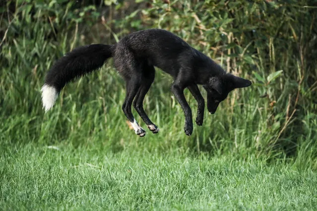 A rare melanistic fox leaps on a field mouse on August 11, 2020 in Humber Park, Toronto – a large naturalized parkland on the western waterfront of the city. The animal, more commonly known as a silver fox, has a genetic disorder of the common North American red fox. (Photo by Christopher Drost/SHIFT digital via ZUMA Wire/Rex Features/Shutterstock)