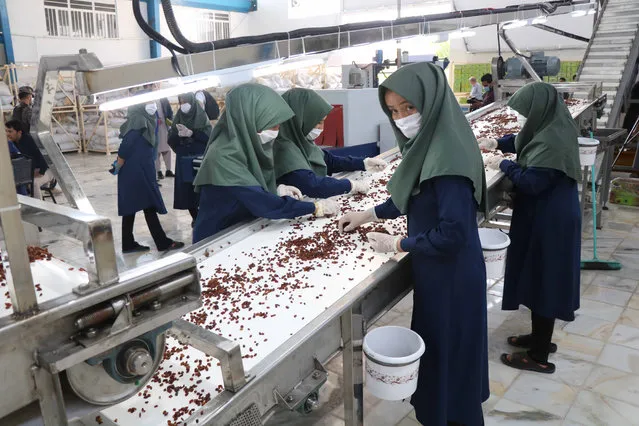 Afghan workers process raisins at a factory in Herat, Afghanistan, 02 July 2020. The factory which was established with a cost of some 550,000 US dollar cleans and processes 23 tons of raisins daily. The industrial unit employs 40 people and is 50 percent funded by the Food and Agriculture Organization (FAO) of the United Nations. Afghanistan is a large producer of grapes as the province has the long, warm, dry summers and cool winters required for the crops' best development. (Photo by Jalil Rezayee/EPA/EFE)