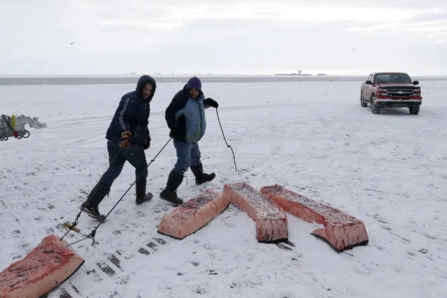 In this October 7, 2014, photo, men haul sections of whale skin and blubber, known as muktuk, as a bowhead whale is butchered in a field near Barrow, Alaska. Once divided, muktuk is shared throughout the community. Some sections are even placed into duct-taped coolers and shipped by plane to elders living in warmer climates farther south. (Photo by Gregory Bull/AP Photo)