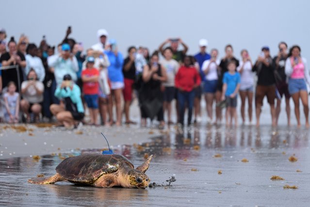 People look on as an adolescent loggerhead sea turtle named Dilly-Dally, whose front flipper was amputated after she was rescued in January suffering from predator wounds, crawls toward the Atlantic Ocean after being released, on the beach in front of Loggerhead Marinelife Center in Juno Beach, Fla., Wednesday, June 4, 2025. (Photo by Rebecca Blackwell/AP Photo)