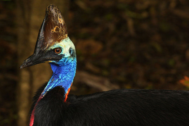 The cassowaries are ratites in the genus Casuarius and are native to the tropical forests of New Guinea, nearby islands, and northeastern Australia. Sydney, Australia. Wednesday 26th November 2014. (Photo by Steve Christo/Corbis via Getty Images)