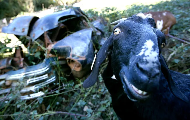 In this photo taken Tuesday, October 13, 2015, Karen the goat eats blackberry bushes at Minto-Brown Island Park in Salem, Ore. Salem Parks has contracted with Yoder Goat Rentals for a pilot vegetation removal project at the park. The goats will be targeting invasive plant species such as blackberry and English ivy. (Photo by Ashley Smith/Statesman-Journal via AP Photo)