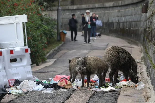 Wild boars feed from garbage bins in the luxury residential district of the Peak in Hong Kong, China, 12 January 2023. According to the Agriculture, Fisheries and Conservation Department there are between 2,000 and 3,000 wild boars in Hong Kong. They tend to remain hidden in wooded areas, but often venture out for food, sometimes foraging through garbage bins, barbecue sites and sometimes illegal fed by humans. (Photo by Jerome Favre/EPA/EFE/Rex Features/Shutterstock)