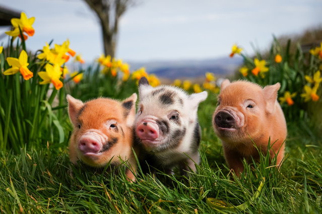 Newly born Pennywell micro piglets enjoy the sun amongst the daffodils at Pennywell Farm in Devon, UK on March 17, 2025. (Photo by South West News Service)