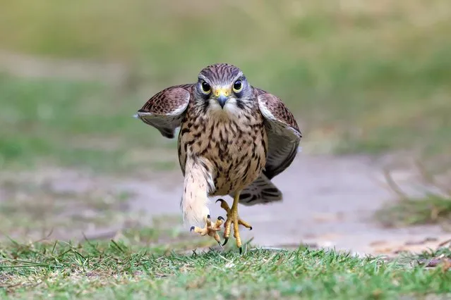 The little kestrel runs on the ground in Middlesex, United Kingdom in January 2023. Kestrels are identifiable from their hunting method where they hover at a height of 35 to 65 feet before swooping down onto their prey from above. The kestrel typically weighs around 180 grams and measures 36 centimetres in length. (Photo by Edwin Godinho/Media Drum Images)