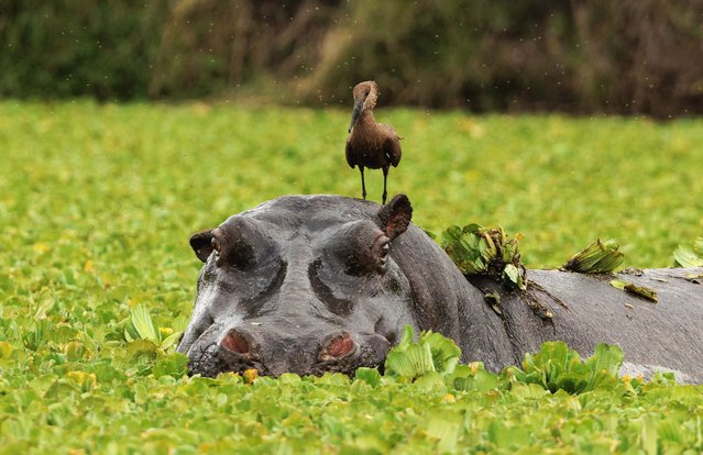 A hamerkop bird hitches a ride on a hippo before being shaken off by the grumpy beast in Kenya's Masai Mara in the last decade of July 2025. (Photo by Ann Aveyard/Animal News Agency)