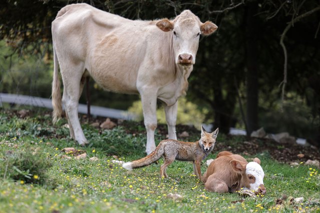 A fox stands by a cow and a calf on a field in the northern Israeli town of Metula, near the Israel-Lebanon border, on April 9, 2024. Metula town was evacuated from its residents following cross-border fire between Israel and Hezbollah amid ongoing tensions as the fighting continues between Israel and Hamas militants in the Gaza Strip. (Photo by Menahem Kahana/AFP Photo)