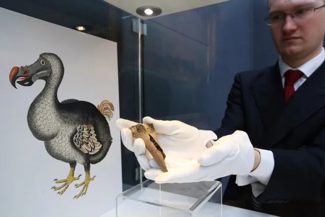 An employee at Christie's auction house holds a rare fragment from a dodo's femur bone on March 27, 2013 in London, England. The extinct bird's bone is expected to fetch 15,000 GBP when it features in Christie's “Travel, Science and Natural History” sale, which is to be held on April 24, 2013 in London. It is believed to be the first dodo bone that has come to auction since 1934.  (Photo by Oli Scarff)