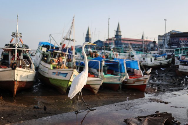 A bird search for discarded fish reamins at the Ver-o-Peso fish market in Belem, Para State, Brazil on August 26, 2025. Brazil will host the UN climate conference COP30 from November 10 to 21 in the Amazonian city of Belem. (Photo by Anderson Coelho/AFP Photo)