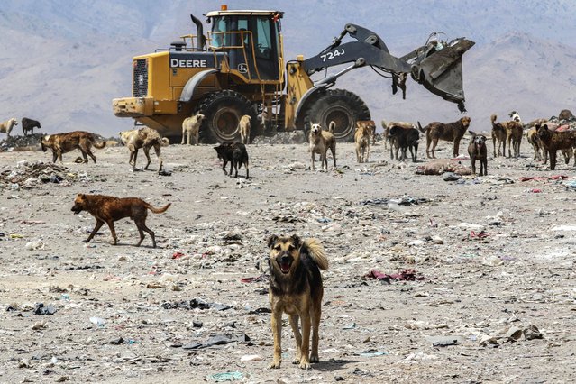 Stray dogs roam at a garbage dump on the outskirts of Kabul, Afghanistan, 15 July 2025. Kabul's stray dog population is surging, posing threats to public safety despite long-term efforts, such as vaccination, sterilization programs, and even euthanasia due to rabies concerns. (Photo by Samiullah Popal/EPA)