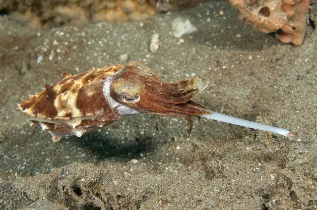  A hunting cuttlefish in Indonesia extends its two specialized tentacles that are designed to help capture prey as the cephalopod mollusk prepares to attack. Its prey consists primarily of very small shrimps, crabs and other crustaceans along with some small fishes. (Photo by Marty Snyderman/Caters News Agency)