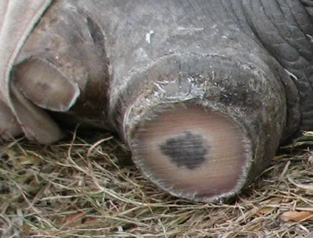 An undated evidence photograph released by the U.S. Department of Justice (DOJ) allegedly shows a rhino after its horns were sawn off with a chain saw in Cameroon. (Photo by Reuters/U.S. Department of Justice)