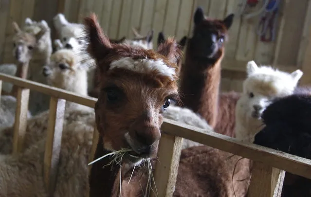 Alpacas stand in their barn in the village of Winklarn near Regensburg April 22, 2013. The alpacas are always shorn in spring, to make the animals more comfortable for the summer months and to collect the expensive and well known alpaca wool. (Photo by Michaela Rehle/Reuters)