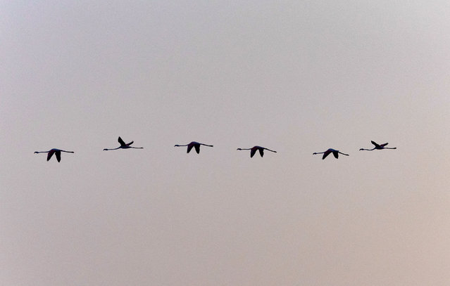 Flamingos fly at dawn before volunteers tag flamingo chicks with identity rings, marking the 39th anniversary of the ringing event at a lagoon in the Fuente de Piedra natural reserve, near Malaga, southern Spain, on August 9, 2025. The event had been cancelled for the past two years due to severe drought. (Photo by Jon Nazca/Reuters)