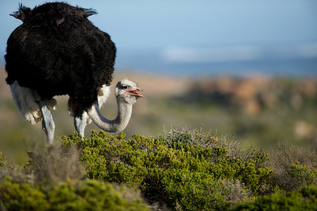 The common ostrich (Struthio camelus) in Cape Point, South Africa. (Photo by Dan Callister/Alamy Stock Photo)