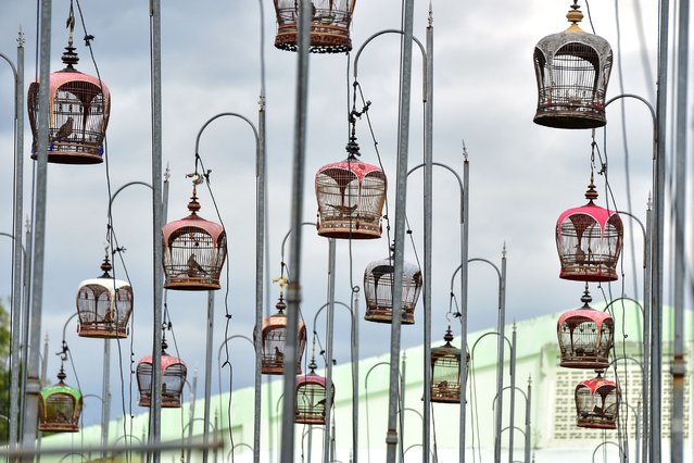 Birds sit in cages during a bird singing competition in Thailand's southern province of Narathiwat on September 15, 2025. Some 1,250 birds from Thailand, Malaysia and Singapore were entered in the annual contest. (Photo by Madaree Tohlala/AFP Photo)