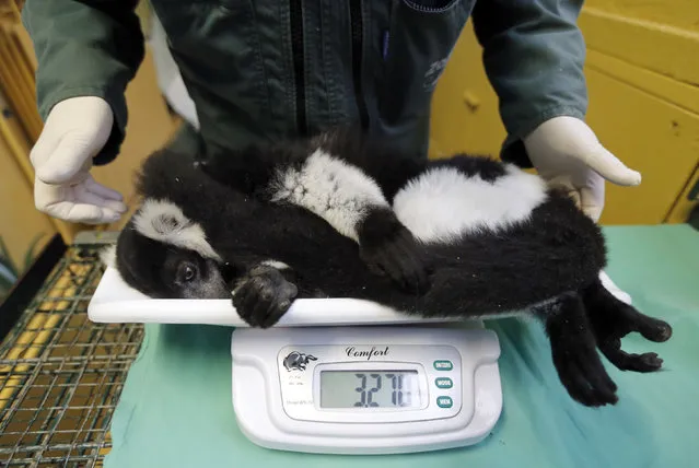 Thierry Petit, zoo veterinarian, weighs a black-and-white ruffed lemur at the family-owned Palmyre Zoo in the pine forest of Les Mathes, in the Charente Maritime region, western France, November 20, 2013. (Photo by Regis Duvignau/Reuters)