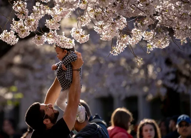 Chaker El-Khoury holds up his 9-month-old daughter, Lilia, closer to cherry blossoms at the University of Washington campus Wednesday, April 12, 2023, in Seattle. The Yoshino cherry trees lining the quad are nearly 90 years old. (Photo by Lindsey Wasson/AP Photo)