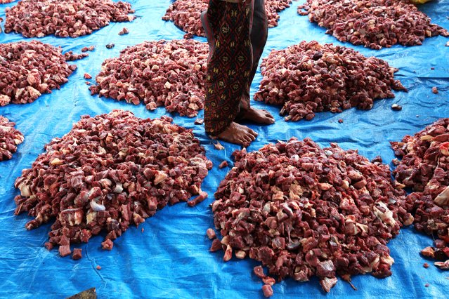 Beef prepared to cook “Kuah Beulangong” traditional food as people commemorate the birthday of the Prophet Muhammad in Ulee Kareng, Aceh, Indonesia, 06 September 2025. Kuah Beulangong is a traditional beef curry dish infused with typical Acehnese spices, typically served during significant Islamic religious events, such as the celebration of the Prophet Muhammad's birthday, locally referred to as Mawlid or Mulid, which is celebrated annually on the 12th day of the third Islamic month, Rabi al-Awwl. (Photo by Hotli Simanjuntak/EPA)