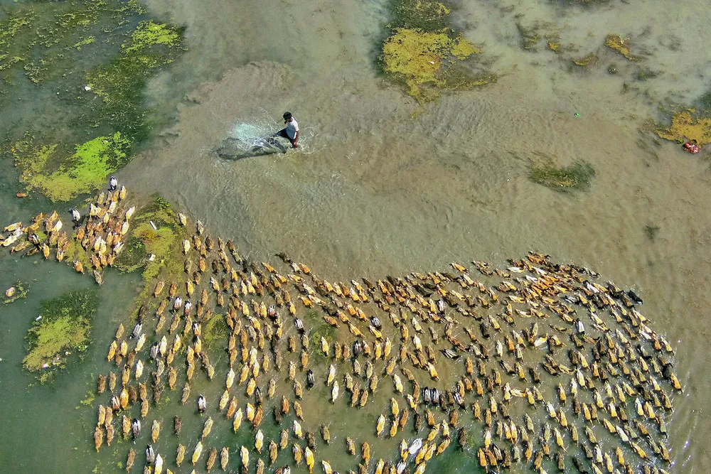 Ducks from Above