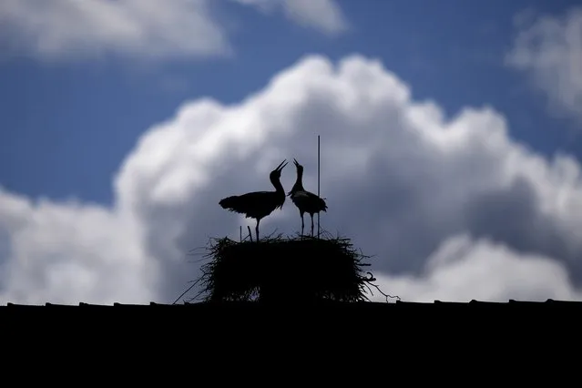 Two storks sit in their nest in Herzogenaurach, Germany, Tuesday, April 11, 2023. (Photo by Matthias Schrader/AP Photo)