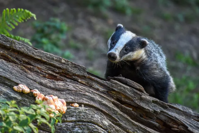 Badgers feeding at the National Trust’s Dinefwr Park in Llandeilo, Wales, on July 25, 2018. Figures published this week showed 32,601 badgers were shot this autumn during the annual cull, the highest number on record. (Phiti by Graham Harries/Rex Features/Shutterstock)