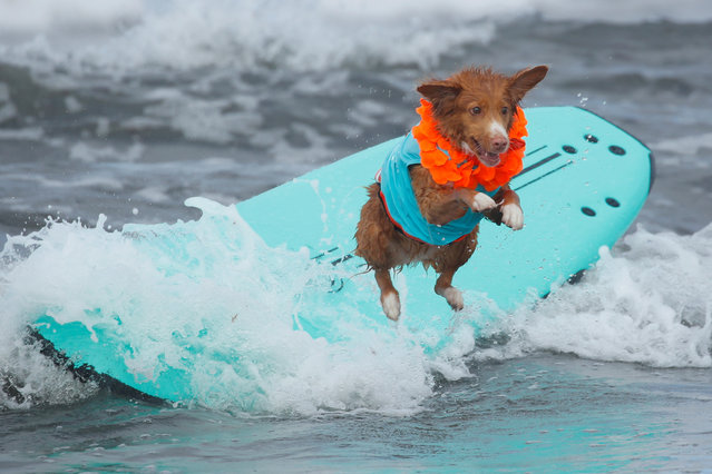 A dog jumps off a surfboard while competing at the 14th annual Helen Woodward Animal Center “Surf-A-Thon” where more than 70 dogs competed in five different weight classes for “Top Surf Dog 2019” in Del Mar, California, U.S., on September 8, 2019. (Photo by Mike Blake/Reuters)
