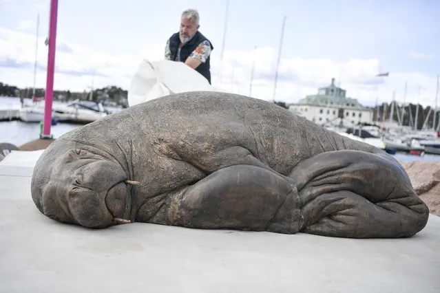 The sculpture of the walrus “Freya” is unveiled in Oslo, Norway, Saturday, April 29, 2023. The walrus Freya was euthanized by the Directorate of Fisheries in August 2022. The reason was that the public did not follow the recommendations from the authorities to keep their distance from the 600-kilogram animal. (Photo by Annika Byrde/NTB Scanpix via AP Photo)