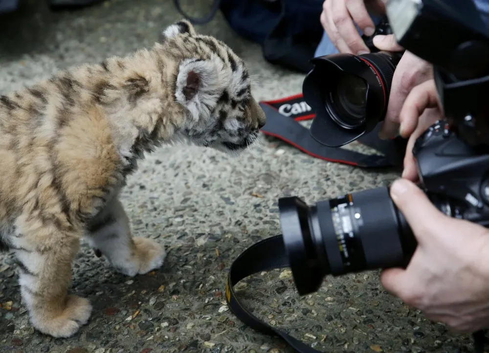 The Week in Pictures: Animals, January 16 – January 22, 2015