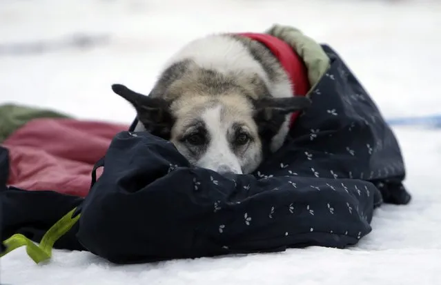 A dog rests during a break in a stage of the Sedivackuv Long dog sled race in Destne v Orlickych horach, January 22, 2015. (Photo by David W. Cerny/Reuters)