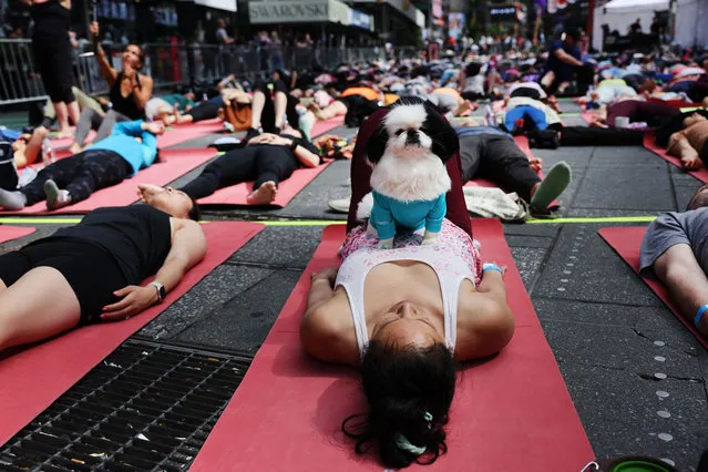 A dog sits on its owner's belly during a mass yoga session on International Yoga Day in Times Square on June 21, 2023 in New York City. Thousands of yoga practitioners, both young and old, participated in group sessions throughout the day. Indian Prime Minister Narendra Modi started his day at the United Nations (UN) headquarters where he led delegates from over 180 nations in morning yoga. (Photo by Spencer Platt/Getty Images)