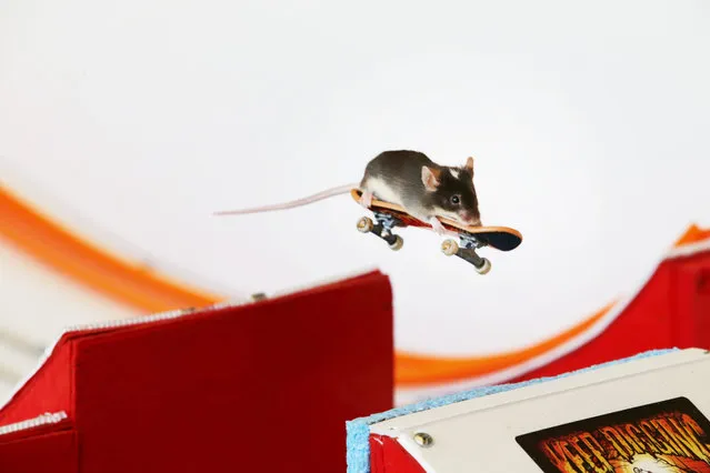 Skateboarding Mice By Shane Willmott 