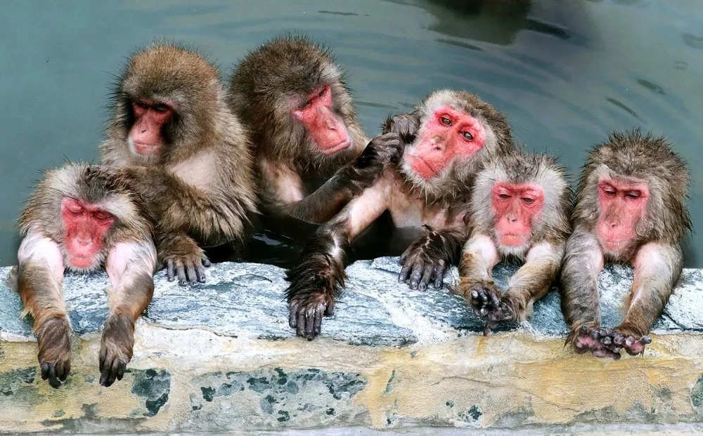 Hot Spring Bath Opens for Japanese Macaques in Hakodate