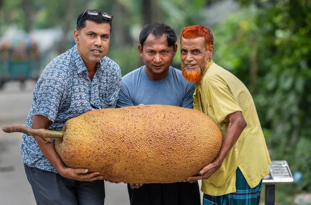 This is the world's heaviest jackfruit, weighing the same as the average 13 year old boy. According to the Guinness World Records, the world's heaviest jackfruit was from the Jackfruit Company located in Maharashtra, India, weighing 42.72 kilograms. But this one, which was bought for the equivalent of £6, is thought to have smashed this record, weighing in at 51.8 kilograms. These pictures were taken by professional photographer Abdul Momin from Bogra, Bangladesh, at a market in Mahisbathan, Bogra early August 2023. (Photo by Abdul Momin/Solent News)