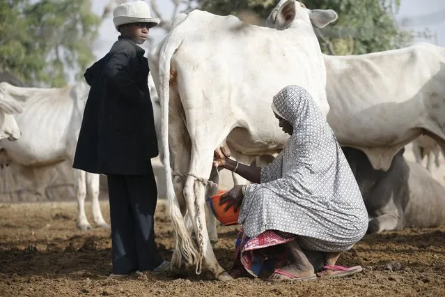 A tribal Fulani woman milks a cow at a local milk collecting centre in Dangwala Karfi village on the outskirts of Nigeria's northern city of Kano January 19, 2016. (Photo by Akintunde Akinleye/Reuters)