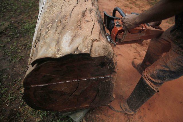 Assistant Jailton Procopio cuts a tree with a chainsaw to create a bench by Brazilian artist Hugo Franca (not pictured) at Ibirapuera park in Sao Paulo March 17, 2015. (Photo by Nacho Doce/Reuters)