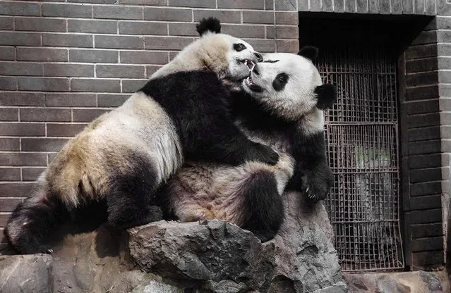 Two-year-old giant panda twins play inside a Zoo in Hangzhou, Zhejiang province, on November 26, 2013. (Photo by Reuters)