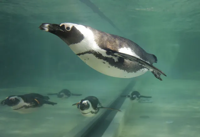 Jackass penguins swim in a pool during the presentation to journalists of this endangered specie at the Rome's zoo, Thursday, December 27, 2018. (Photo by Alessandra Tarantino/AP Photo)