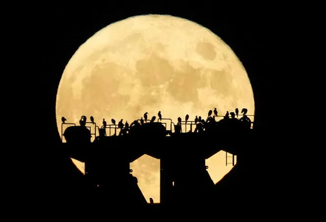 Birds are silhouetted against the rising full moon Saturday, July 24, 2021, during the 2020 Summer Olympic Games, in Tokyo, Japan. (Photo by Dmitri Lovetsky/AP Photo)