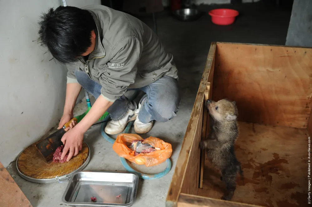 Chinese Zookeeper Teaches Wolves To Sing