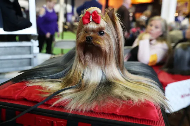 Pip, a YorkshireTerrier breed, sits during the 143rd Westminster Kennel Club Dog Show in New York, U.S., February 11, 2019. (Photo by Shannon Stapleton/Reuters)