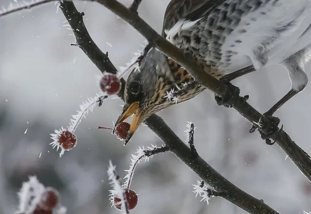 A fieldfare, a member of the thrush family, eats an ashberry in central Kiev, Ukraine, January 17, 2017. (Photo by Gleb Garanich/Reuters)