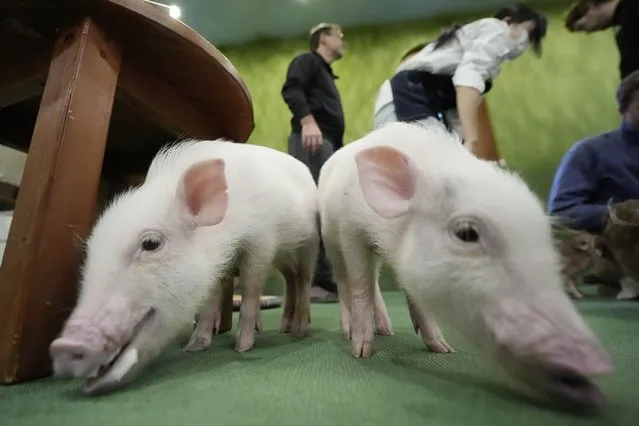 Micro pigs walk around at a mipig cafe, Wednesday, January 24, 2024, in Tokyo. The Mipig Café in fashionable Harajuku is among 10 pig cafés that have opened around Japan. The animals, known as “micro pigs”, don’t get bigger than a corgi dog, even as adults. (Photo by Eugene Hoshiko/AP Photo)