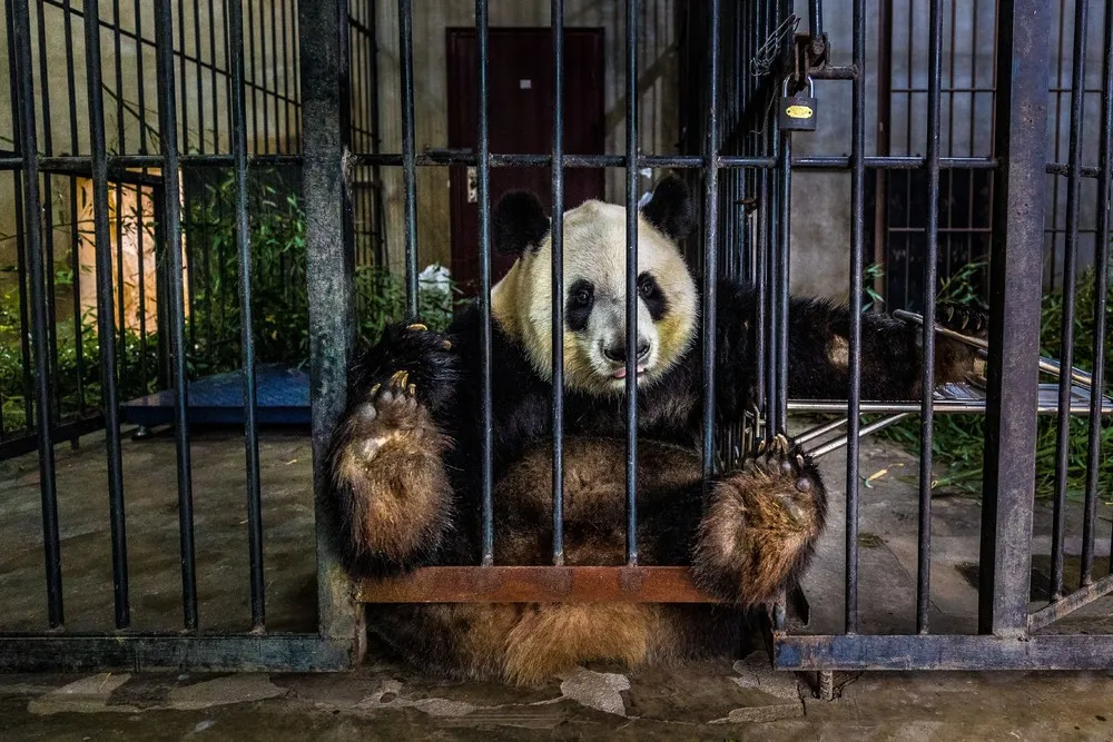 Siena International Photography Awards Winners 2021