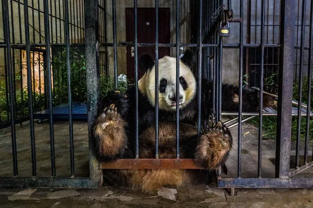 Documentary and photojournalism – winner – Captive. A giant panda used for breeding sits alone in a facility in Shaanxi, China. Captive breeding of endangered species can play an important role in repopulating wild habitats. (Photo by Marcus Westberg/SIPA Contest)