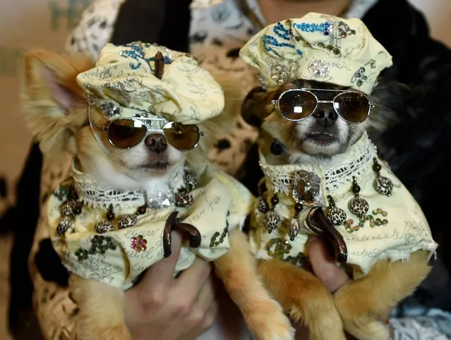 Dogs dressed in the fashion of France and contestants in the World Fashion Presents segment pose during the 14th Annual New York Pet Fashion Show presented by TropiClean at the Hotel Pennsylvania February 9, 2017. (Photo by Timothy A. Clary/AFP Photo)