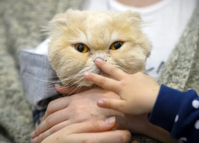 A child touches the nose of a cat at the Pet Expo 2019, a pet show in Bucharest, Romania, Sunday, April 14, 2019. The pet show attracts according to organizers more than 10 thousand visitors every year. (Photo by Andreea Alexandru/AP Photo)